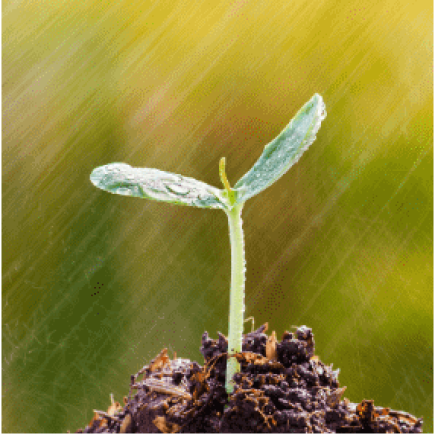 そこにコーチングという種を植えて、どんどん成長し、